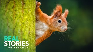 Primavera En Flor El Poder De La Naturaleza  Real Stories En Español [upl. by Ailicec269]