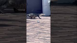 Alligator strolls through home community in Parkland Florida [upl. by Reniar]