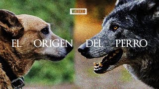 El ENIGMATICO y SORPRENDENTE origen del Perro  DOCUMENTAL [upl. by Kreis329]