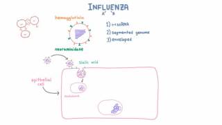 Influenza A and B Infection and Replication [upl. by Fugere371]