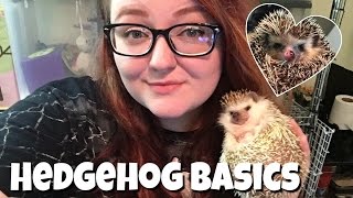 Hedgehog Care The Basics [upl. by Efar]