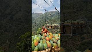 Beautiful scenery with sweet mango harvest rural agriculture mango harvesting [upl. by Ecart]