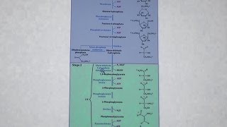 Aherns Biochemistry 22  Glycolysis II [upl. by Duntson]