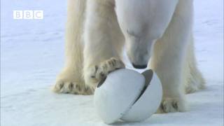 Very funny  Polar Bear wrecks Spy Cameras  Polar Bear Spy on the Ice David Tennant [upl. by Derek]