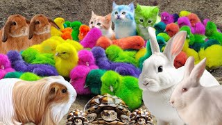 Catch Cute Chickens Colorful Chickens Rainbow Chicken Rabbits Cute CatsDucksAnimals Cute 100 [upl. by Notnarb]