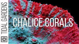 Chalice Coral Care Tips [upl. by Yatnoed]