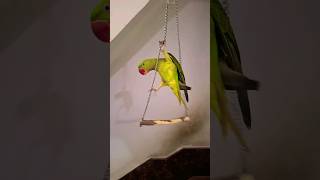 metota metotametota mithumithu talkingparrot tameparrot shorts shortfeed shortvideo [upl. by Inatirb]