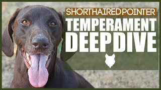 GERMAN SHORTHAIRED POINTER TEMPERAMENT [upl. by Alurta]