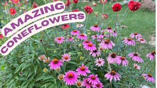 Growing Echinacea or Purple Coneflowers summers delight for the perennial gardens [upl. by Yornek]