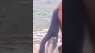 Horse 🐎 dog 🐕 funny short 😀youtubeshorts animals animalattitudetrendingshorts shortvideoshorts [upl. by Adamek]