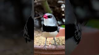 Diamond firetail finch 🤩 [upl. by Toft]