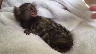 Finger Monkey after bath fingermonkey Video14 [upl. by Gwyneth687]