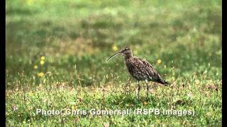 The cry of the Curlew [upl. by Agle]