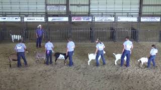 Sheep and Goat Show  2024 Dawson County Fair  LIVE EVENT [upl. by Addiel]