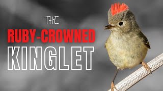 Rubycrowned Kinglet  Tiny Bird with a Big Song [upl. by Jarlath]