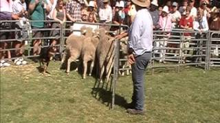 Hawkesbury Kelpies Working Dog Display  The Young Cherry Festival 08 12 2013 [upl. by Slater939]