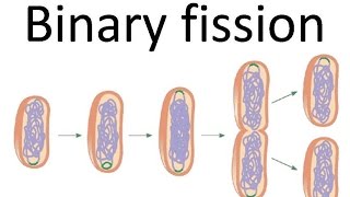 Binary fission of bacteria [upl. by Windsor]