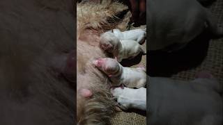 Lhasa Apso dog puppies🐕🐕comment like share subscribe dog doglover dogshorts puppy doglover [upl. by Natty]