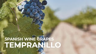 Spanish Wine Grapes Tempranillo [upl. by Aluk5]