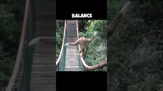 AMAZING BALANCING Of Gibbons  The Master Acrobats 😱 [upl. by Bithia]