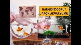 Japon Balığı Akvaryumu Nasıl Olmalı [upl. by Jacie]