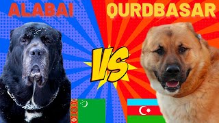 Alabay Alabai Vs Qurdbasar  Kurtbasar Gurdbasar  Köpekleri İti qurdbasar alabay köpek [upl. by Akinert460]