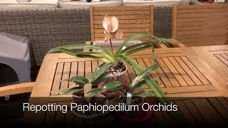 ORCHID CARE Repotting Paphiopedilum Orchids [upl. by Atteynad]