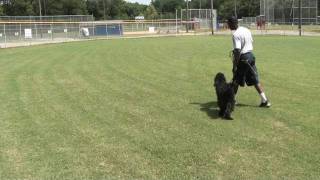 Guy Nashville Dog Trainer 050 Basic Obedience Training a Labradoodle to Heel And Sit Straight [upl. by Hedy87]