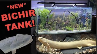 NEW BICHIR  Senegal Bichir Aquascape Tank [upl. by Limak]