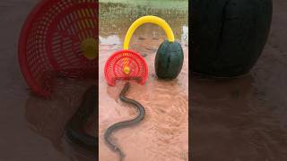 Survival Skills SIMPLE and USEFUL with eel trap camping bushcraft outdoors [upl. by Justinian]