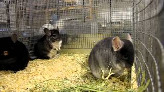 MVI0430MOV Che Chinchillas  Chinchilla Breeding Colony TOV Sapphire Male Ebony and Grey Female [upl. by Schonthal]