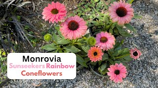 Monrovia Sunseekers Rainbow Coneflowers [upl. by Elleron641]