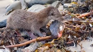 Otter vs Lumpsucker [upl. by Ynamreg669]