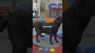 5 Surprising Facts About Labradors 🐶 shorts ytshorts dog [upl. by Asinla]