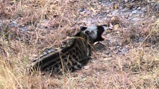 African Civet [upl. by Odraner119]