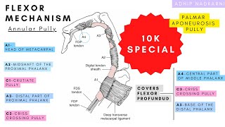 FLEXOR MECHANISM ANNULAR PULLY HAND COMPLEX BIOMECHANICSPhysiotherapy [upl. by Nonarb811]