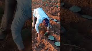 Plantando palma no nordeste [upl. by Kere]