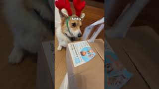 Corgis open an early Christmas present [upl. by Toogood]