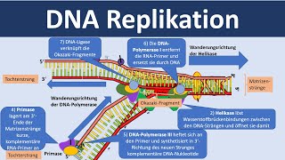 DNA Replikation  Verdopplung der DNA Biologie Oberstufe [upl. by Blakely]