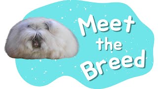 English Angora Rabbit  Meet the Breed  Episode 1 [upl. by Blackburn]