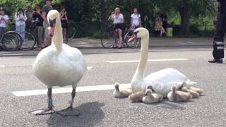 Swan family controls traffic in Denmark [upl. by Notyalk]