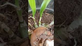 ऐ पौधा आपने पहले कभी नहीं देखा होगा। Oxalis plant  crinum lily plant [upl. by Dolhenty]