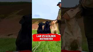 “Golden vs Labrador The Ultimate Retriever Showdown” [upl. by Leamhsi166]