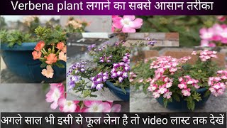 How to grow verbena flower plant  Verbena caring tips and save for nex year  verbena [upl. by Catlaina894]