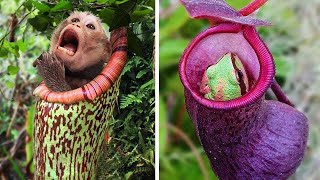 Estas Terribles PLANTAS se comen a los ANIMALES [upl. by Kristal455]