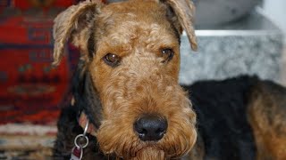 Do Airedale Terriers Need Lots of Attention [upl. by Dorrej]