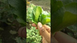 harvested fresh spinach today farming satisfying spinach shorts [upl. by Atiuqram308]