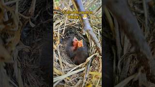 Stunning Yellowhammer Nest with 3 Chicks in the UK 2024  birdnesting birds birdnest britishbird [upl. by Lleraj]