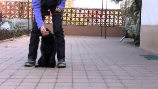 Trinityschipperkeobedience training [upl. by Guillema]