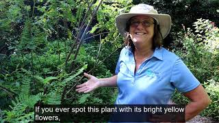 Gumbo Limbo Butterfly Garden Virtual Tour [upl. by Naillij]